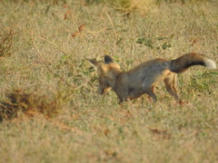 Vulpes vulpes pusilla
