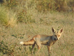 Vulpes vulpes pusilla