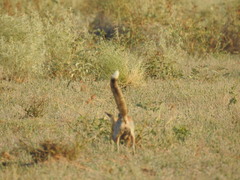 Vulpes vulpes pusilla