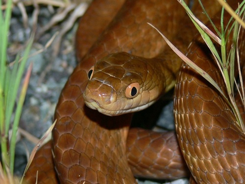 Brown Tree Snake sighting