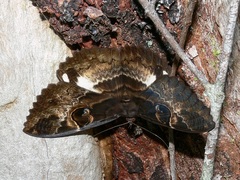Erebus terminitincta