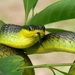 Common Tree Snake - Photo (c) dhfischer, some rights reserved (CC BY-NC)