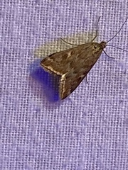 Loxostege munroealis