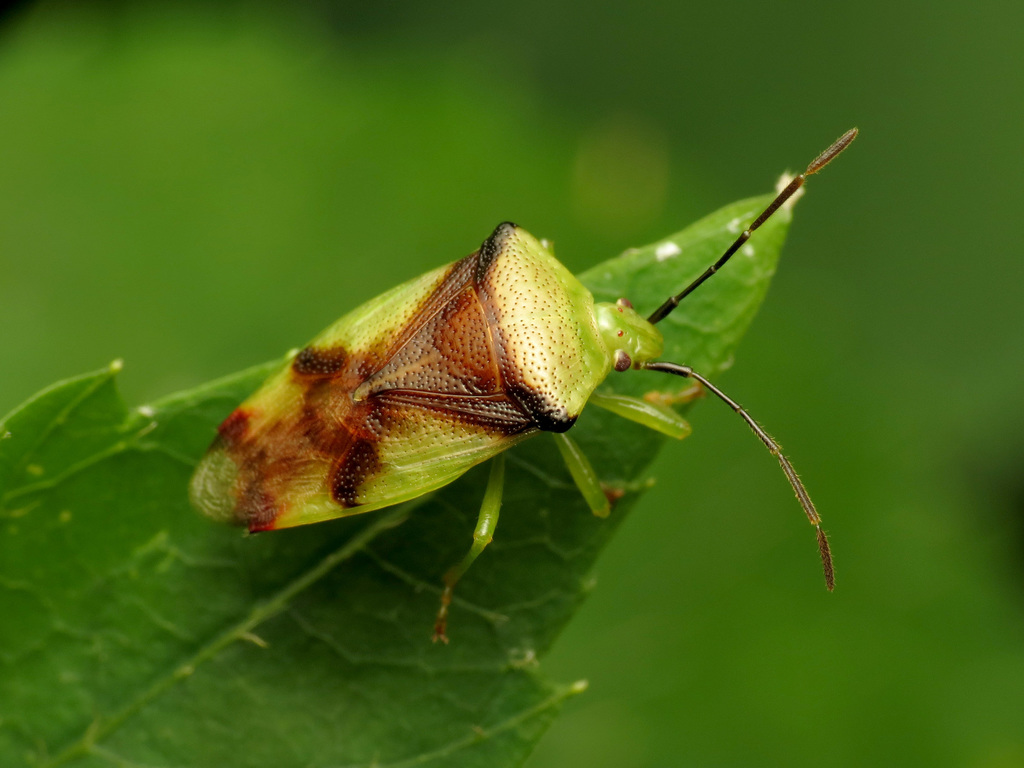 Hercules club stink bug