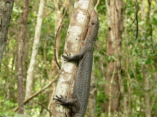 Rusty Monitor, Varanus semiremex