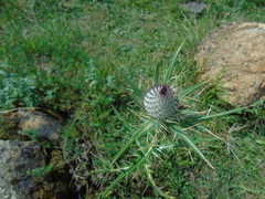 Cirsium eriophorum
