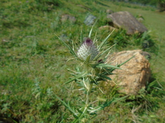 Cirsium eriophorum