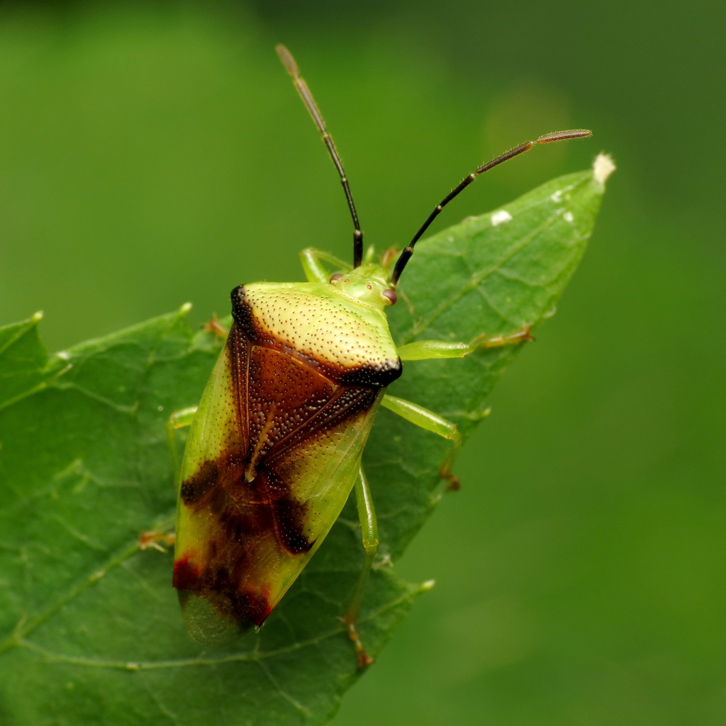 Elasmostethus