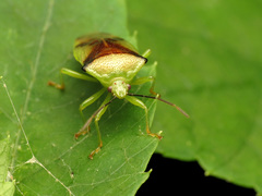 Elasmostethus atricornis