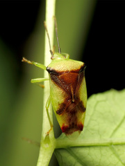 Elasmostethus atricornis