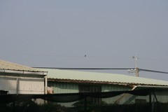 Acridotheres javanicus