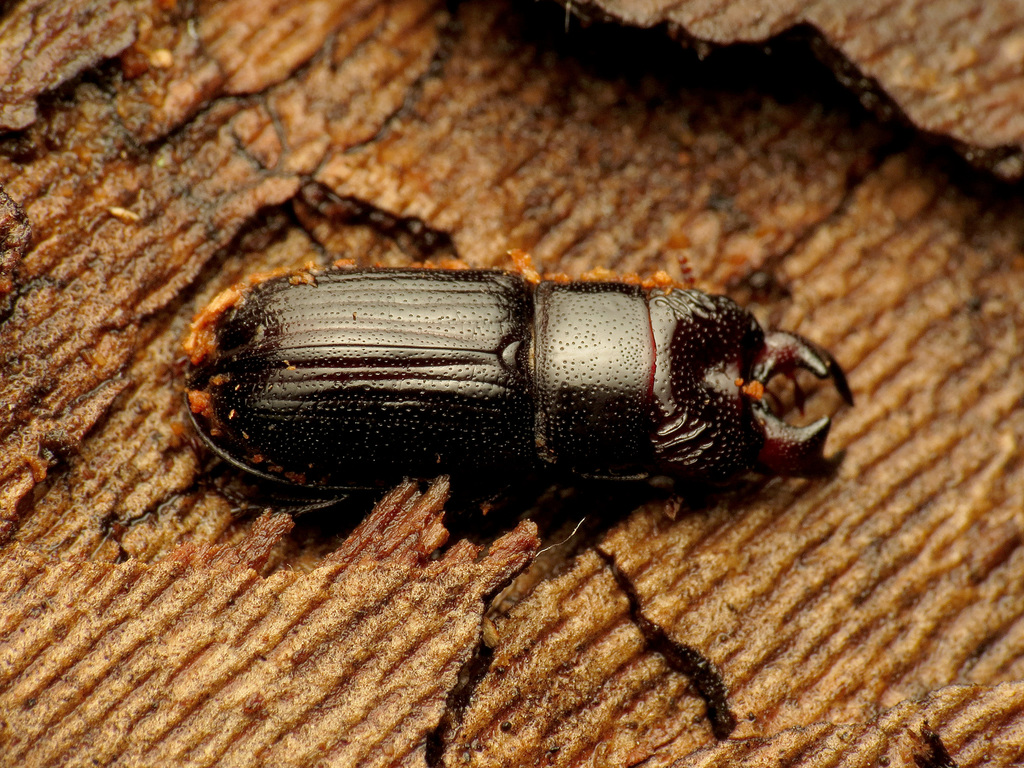 Ceruchus piceus (Beetles of Chicago Wilderness) · iNaturalist