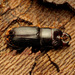 Red-rot Decay Stag Beetle - Photo (c) Katja Schulz, some rights reserved (CC BY)