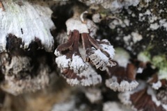 Schizophyllum commune