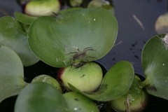 Pardosa pseudoannulata