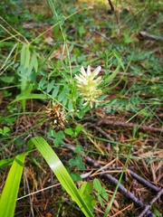 Astragalus inopinatus