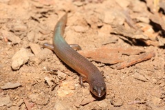 Eroticoscincus graciloides