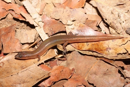Elf Skink, Eroticoscincus graciloides