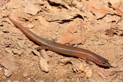 Eroticoscincus graciloides