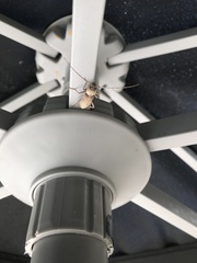 Hesperophanes sericeus