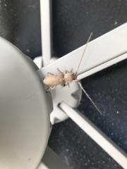 Hesperophanes sericeus