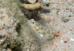 Ctenogobiops feroculus