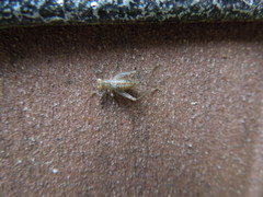 Svistella bifasciata
