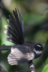 Rhipidura albogularis