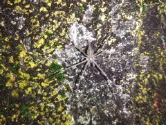 Arachnida