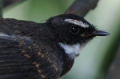 Rhipidura albogularis