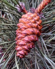 Pinus nigra