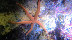 Henricia leviuscula