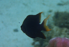 Neoglyphidodon nigroris