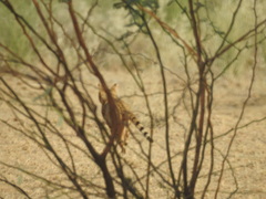 Felis lybica ornata