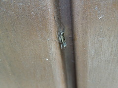 Svistella bifasciata