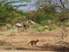 Felis lybica ornata