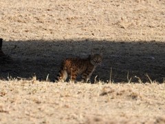 Felis lybica ornata