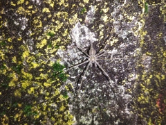 Arachnida
