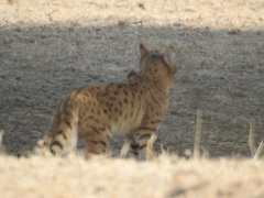 Felis lybica ornata