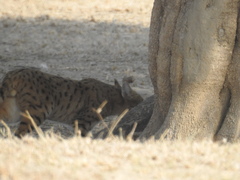 Felis lybica ornata