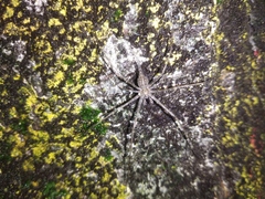 Arachnida