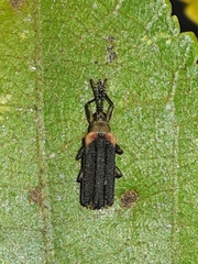 Heterispa vinula