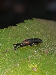 Heterispa vinula