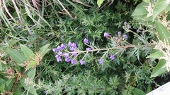Aconitum fukutomei
