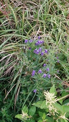 Aconitum fukutomei