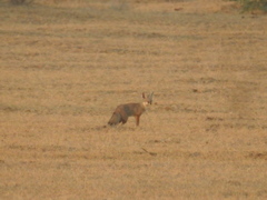 Vulpes bengalensis