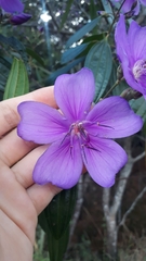 Pleroma candolleanum