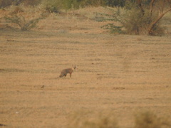 Vulpes bengalensis
