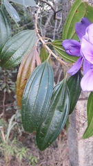 Pleroma candolleanum