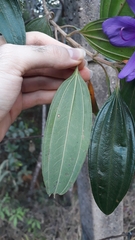 Pleroma candolleanum